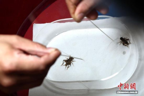 101գɽ|ʮȫՈِ]ĻϺݡӱɽ|ȵص12֧酢cԡx硱DِF(xin) z