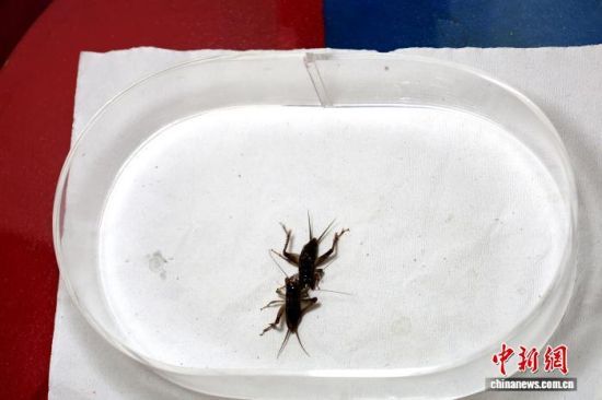 101գɽ|ʮȫՈِ]ĻϺաӱɽ|ȵص12֧酢cԡx硱DِF(xin) z