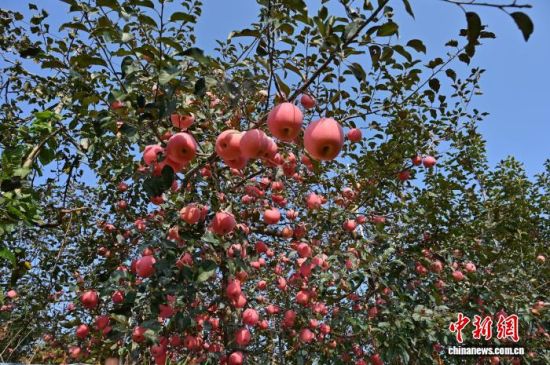 1029Ї(gu)O֮ɽ|_(ti)ϼеĹ@tͮͮOYM֦^r(nng)æժ֒b\(yn)O10ѮԁЇ(gu)Oa(chn)^(q)_(ti)ϼӭһ۵ĲռOm(x)M(jn)ĿǰϼOe_(d)100fN60(g)(gu)Һ͵؅^(q)J z