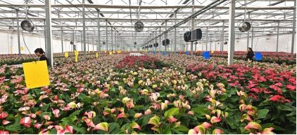 智能溫室 智能溫室